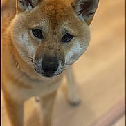 Anais Durbecq participe au concours pour gagner de l'argent avec cette photo : dog, canine, pet, indoor, close_up, brown_fur, ears, eyes, floor, animal, mammal, portrait, looking, domestic_animal, whiskers, snout, fur, companion, cute, curious
