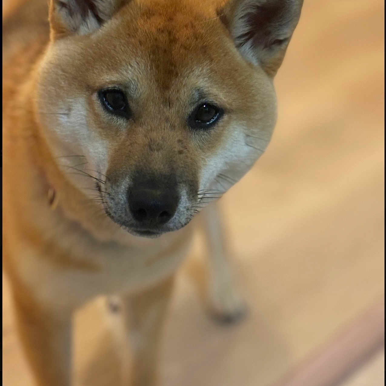 Anais Durbecq participe au concours pour gagner de l'argent avec cette photo : animal, brown_fur, canine, close_up, companion, curious, cute, dog, domestic_animal, ears, eyes, floor, fur, indoor, looking, mammal, pet, portrait, snout, whiskers