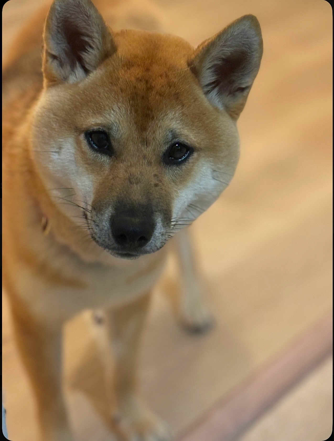 Anais Durbecq participe au concours pour gagner de l'argent avec cette photo : dog, canine, pet, indoor, close_up, brown_fur, ears, eyes, floor, animal, mammal, portrait, looking, domestic_animal, whiskers, snout, fur, companion, cute, curious