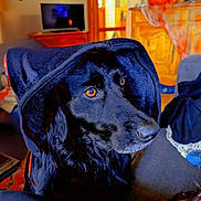 Crokmou a rejoint le concours — aidez-le/la à gagner de superbes lots ! dog, black_dog, hood, amber_eyes, indoor, living_room, couch, furniture, decorations, wooden_cabinet, blanket, calm, portrait, pet, domestic_animal, cozy, sitting, close_up, animal_face, relaxed