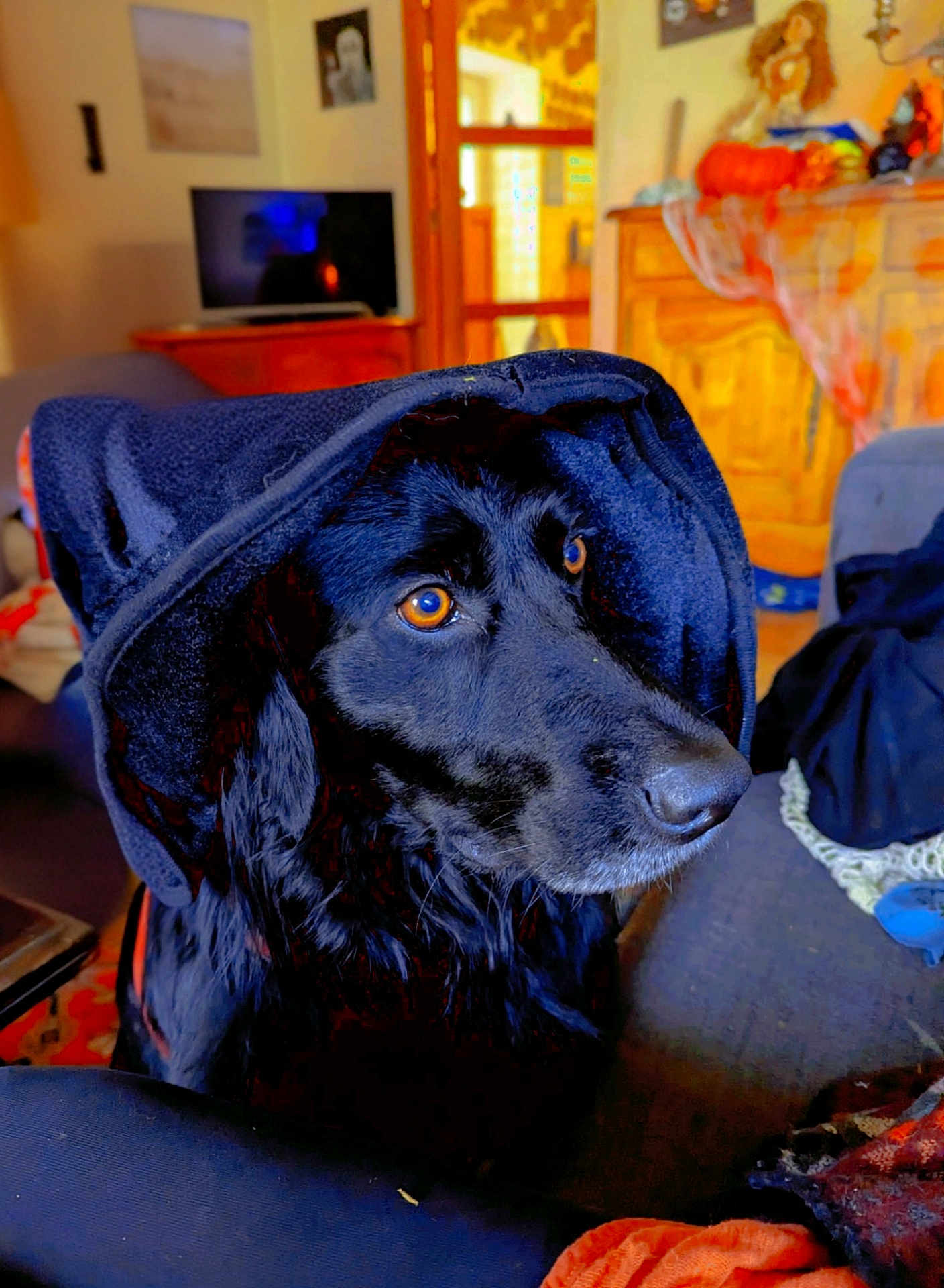 Crokmou a rejoint le concours — aidez-le/la à gagner de superbes lots ! dog, black_dog, hood, amber_eyes, indoor, living_room, couch, furniture, decorations, wooden_cabinet, blanket, calm, portrait, pet, domestic_animal, cozy, sitting, close_up, animal_face, relaxed