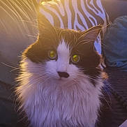 Calinka a rejoint le concours — aidez-le/la à gagner de superbes lots ! animal, black_and_white, cat, couch, cozy, curious, domestic, feline, fluffy, fur, home, indoor, lamp, living_room, pet, pillow, sitting, warm_light, whiskers, zebra_pattern