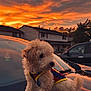 Teddy is registered to the contest to win money with this photo: dog, puppy, car, sunset, sky, clouds, reflection, vest, fur, outdoor, pet, animal, house, residential, nature, evening, cute, small, curly_fur, colorful