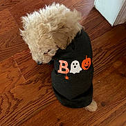 Teddy is registered to the contest to win money with this photo: dog, small_dog, fluffy, curly_fur, pet_clothing, sweater, halloween, boo, pumpkin, ghost, indoor, wooden_floor, flooring, doorframe, cute, pet, animal, looking_down, shy, domestic