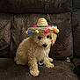 Teddy is registered to the contest to win money with this photo: puppy, dog, sombrero, hat, brown_couch, curly_fur, indoor, pet, cute, small_dog, fluffy, sitting, adorable, colorful, pom_poms, young_dog, domestic_animal, companion, portrait, funny_hat