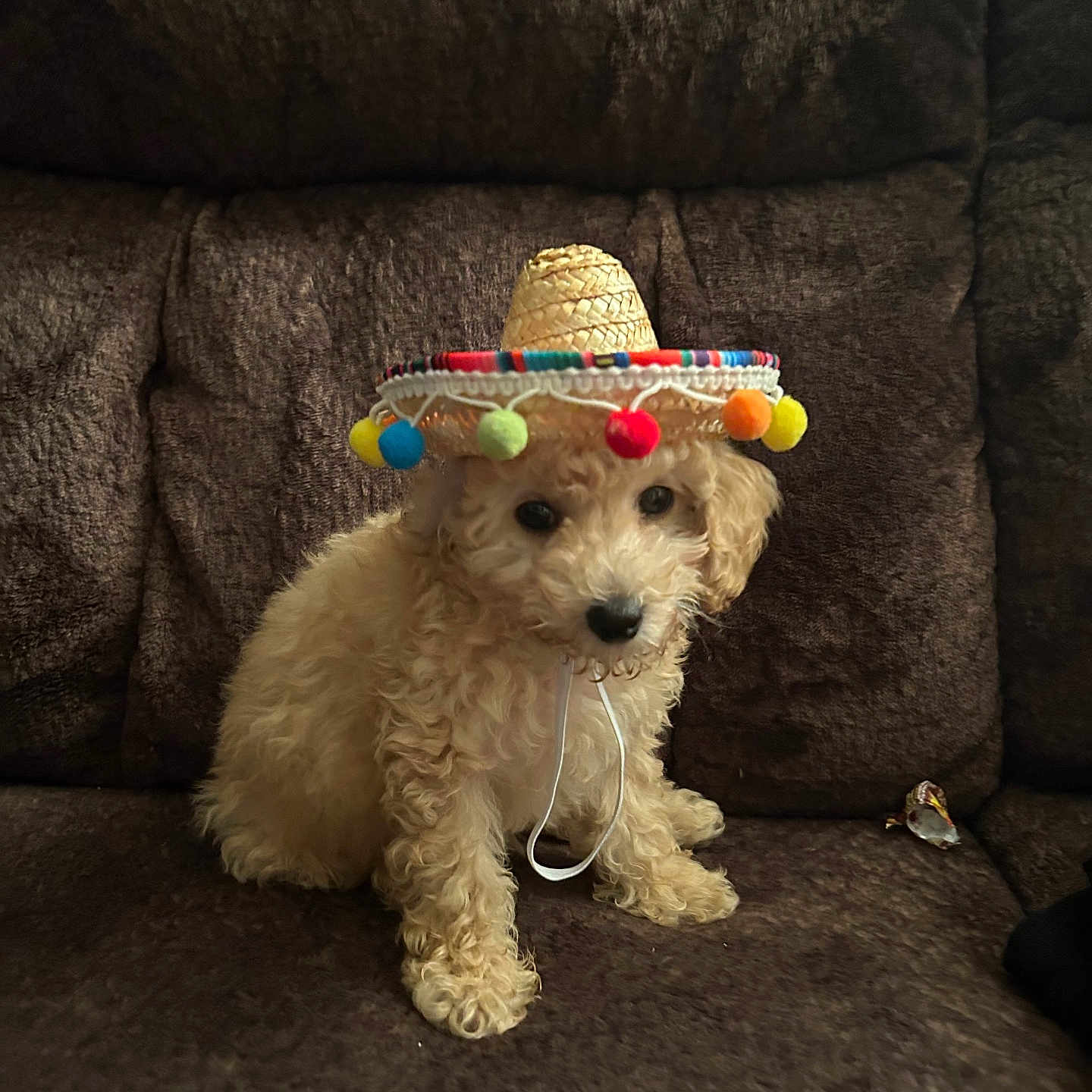 Teddy is registered to the contest to win money with this photo: adorable, brown_couch, colorful, companion, curly_fur, cute, dog, domestic_animal, fluffy, funny_hat, hat, indoor, pet, pom_poms, portrait, puppy, sitting, small_dog, sombrero, young_dog