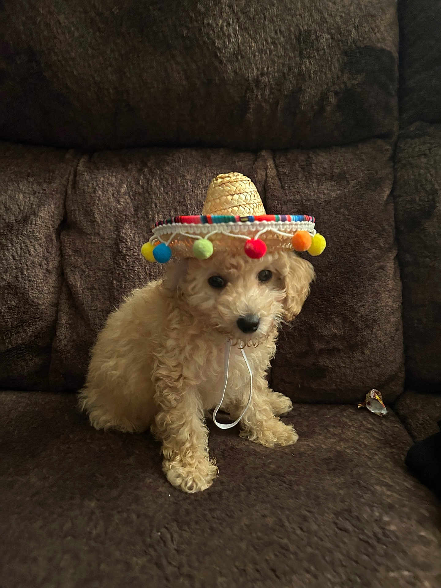 Teddy is registered to the contest to win money with this photo: puppy, dog, sombrero, hat, brown_couch, curly_fur, indoor, pet, cute, small_dog, fluffy, sitting, adorable, colorful, pom_poms, young_dog, domestic_animal, companion, portrait, funny_hat