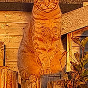 Kevin joined the competition — help win amazing prizes! cat, ginger_cat, fence, wood, outdoor, sunlight, sunset, pet, animal, feline, perched, nature, rustic, wooden_fence, quiet, peaceful, tabby, closed_eyes, daylight, background