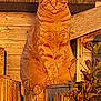cat, ginger_cat, fence, wood, outdoor, sunlight, sunset, pet, animal, feline, perched, nature, rustic, wooden_fence, quiet, peaceful, tabby, closed_eyes, daylight, background