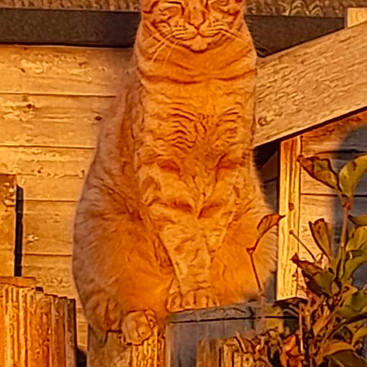 Kevin joined the competition — help win amazing prizes! animal, background, cat, closed_eyes, daylight, feline, fence, ginger_cat, nature, outdoor, peaceful, perched, pet, quiet, rustic, sunlight, sunset, tabby, wood, wooden_fence