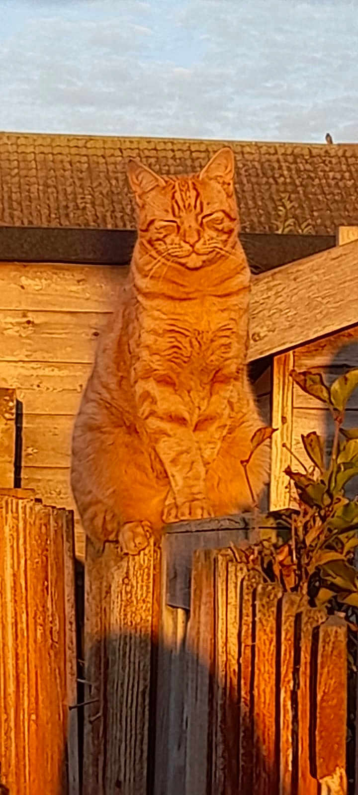 Kevin joined the competition — help win amazing prizes! cat, ginger_cat, fence, wood, outdoor, sunlight, sunset, pet, animal, feline, perched, nature, rustic, wooden_fence, quiet, peaceful, tabby, closed_eyes, daylight, background