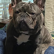 Stitch joined the competition — help win amazing prizes! dog, french_bulldog, pet, indoor, blanket, fur, wrinkles, ears, nose, face, lamp, window_blinds, cozy, home, resting, animal, mammal, portrait, sitting, expression