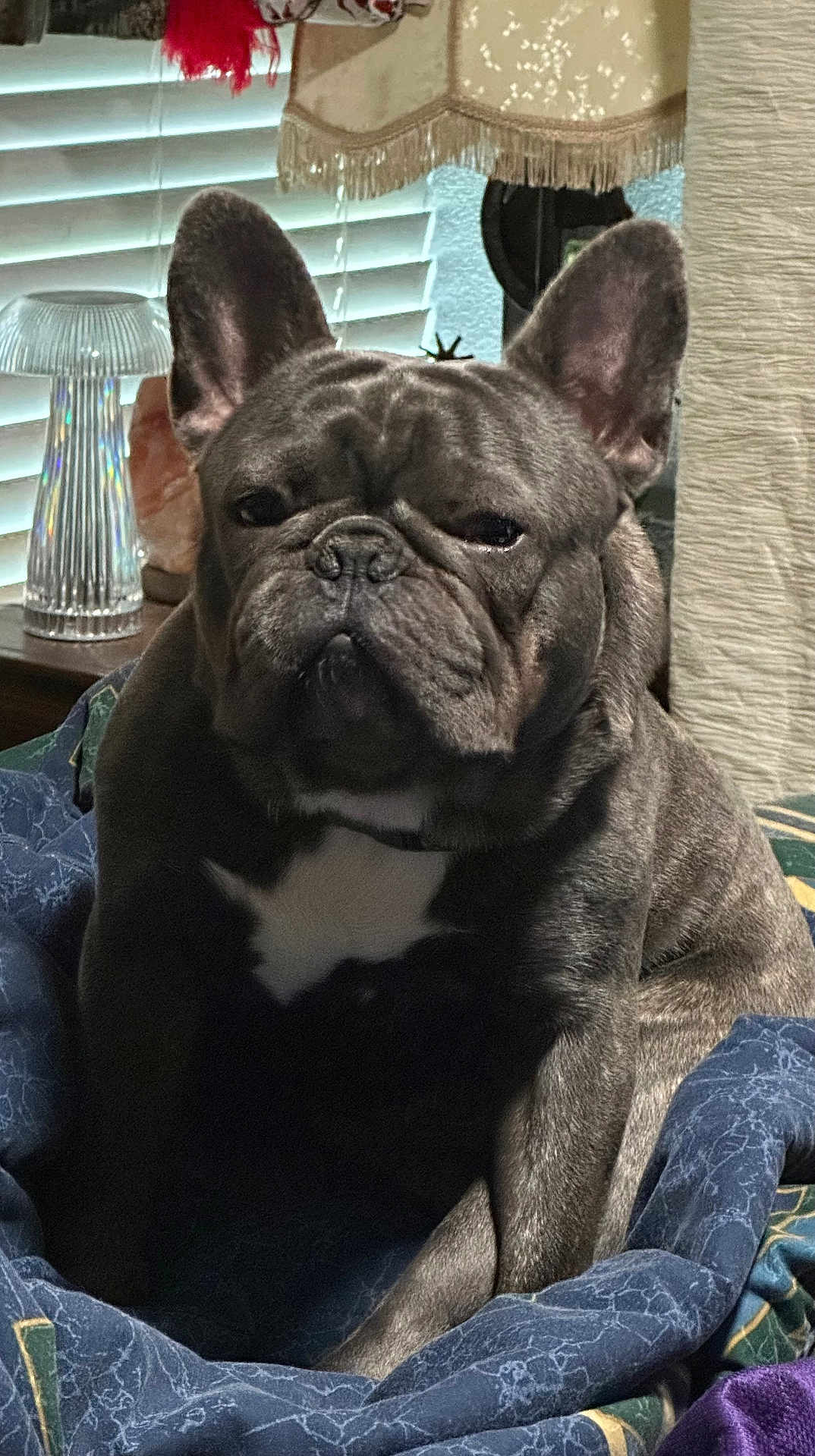Stitch joined the competition — help win amazing prizes! dog, french_bulldog, pet, indoor, blanket, fur, wrinkles, ears, nose, face, lamp, window_blinds, cozy, home, resting, animal, mammal, portrait, sitting, expression