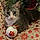 Lily Ann