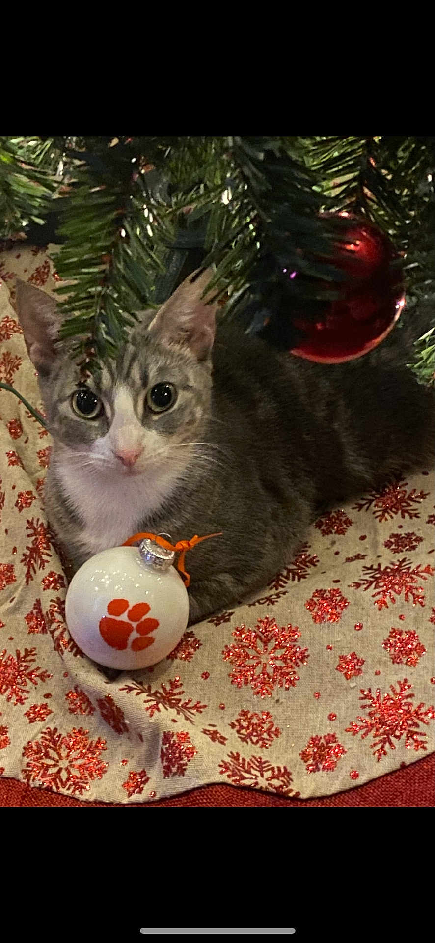 Lily Ann joined the competition — help win amazing prizes! cat, tabby_cat, christmas_tree, ornament, bauble, holiday, decorations, snowflake_pattern, tree_skirt, festive, indoor, pet, cute, animal, feline, eyes, whiskers, fur, relaxed, curious