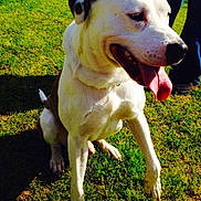 Casper is registered to the contest to win money with this photo: dog, white_dog, brown_spots, tongue_out, sitting, grass, outdoor, sunny, pet, canine, animal, happy, daylight, nature, mammal, friendly, playful, companionship, leash, shadow