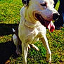 dog, white_dog, brown_spots, tongue_out, sitting, grass, outdoor, sunny, pet, canine, animal, happy, daylight, nature, mammal, friendly, playful, companionship, leash, shadow