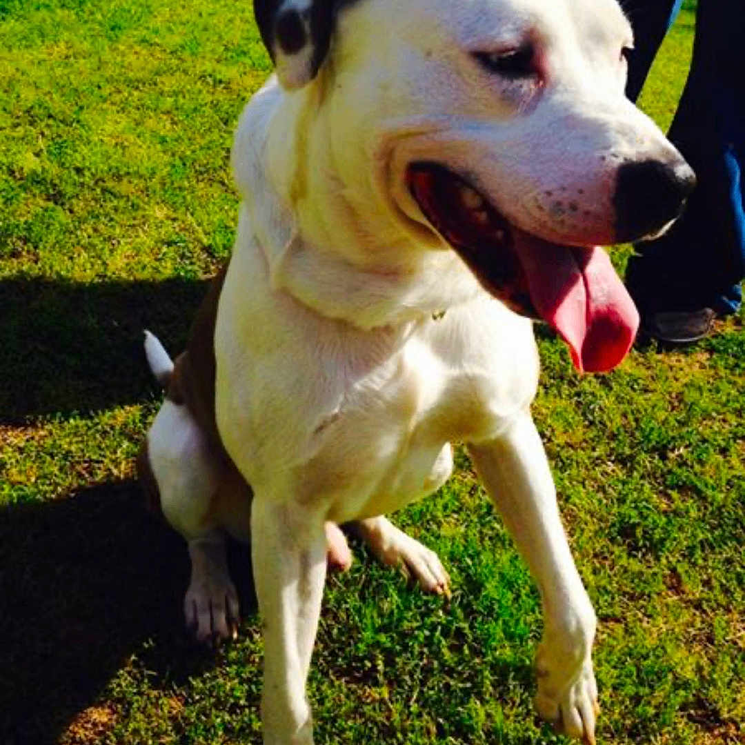 Casper is registered to the contest to win money with this photo: animal, brown_spots, canine, companionship, daylight, dog, friendly, grass, happy, leash, mammal, nature, outdoor, pet, playful, shadow, sitting, sunny, tongue_out, white_dog