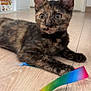 animal, cat, closeup, colorful, curious, domestic, ears, feline, floor, indoor, kitten, paw, pet, playful, ribbon, tortoiseshell, toy, whiskers, wooden_floor, young