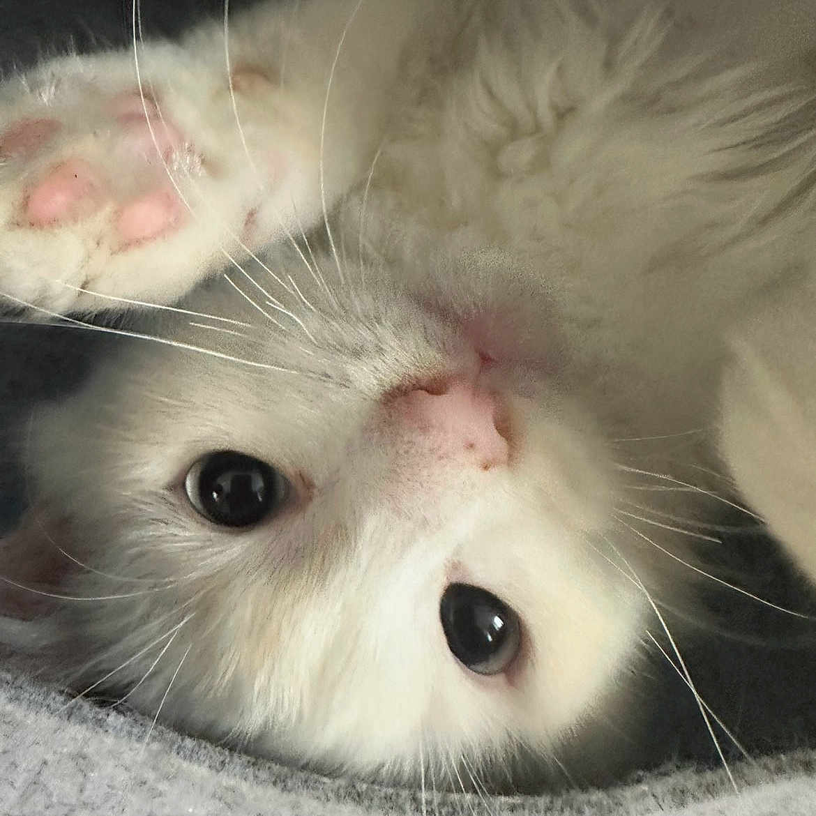 Ume a rejoint le concours — aidez-le/la à gagner de superbes lots ! animal, blanket, cat, close_up, cozy, curious, cute, eyes, face, feline, fluffy, indoor, lying_down, paw, pet, pink_nose, playful, soft, whiskers, white_cat