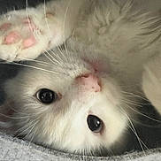 Ume joined the competition — help win amazing prizes! cat, white_cat, fluffy, paw, pink_nose, whiskers, close_up, cute, pet, animal, feline, indoor, curious, soft, cozy, lying_down, playful, eyes, face, blanket