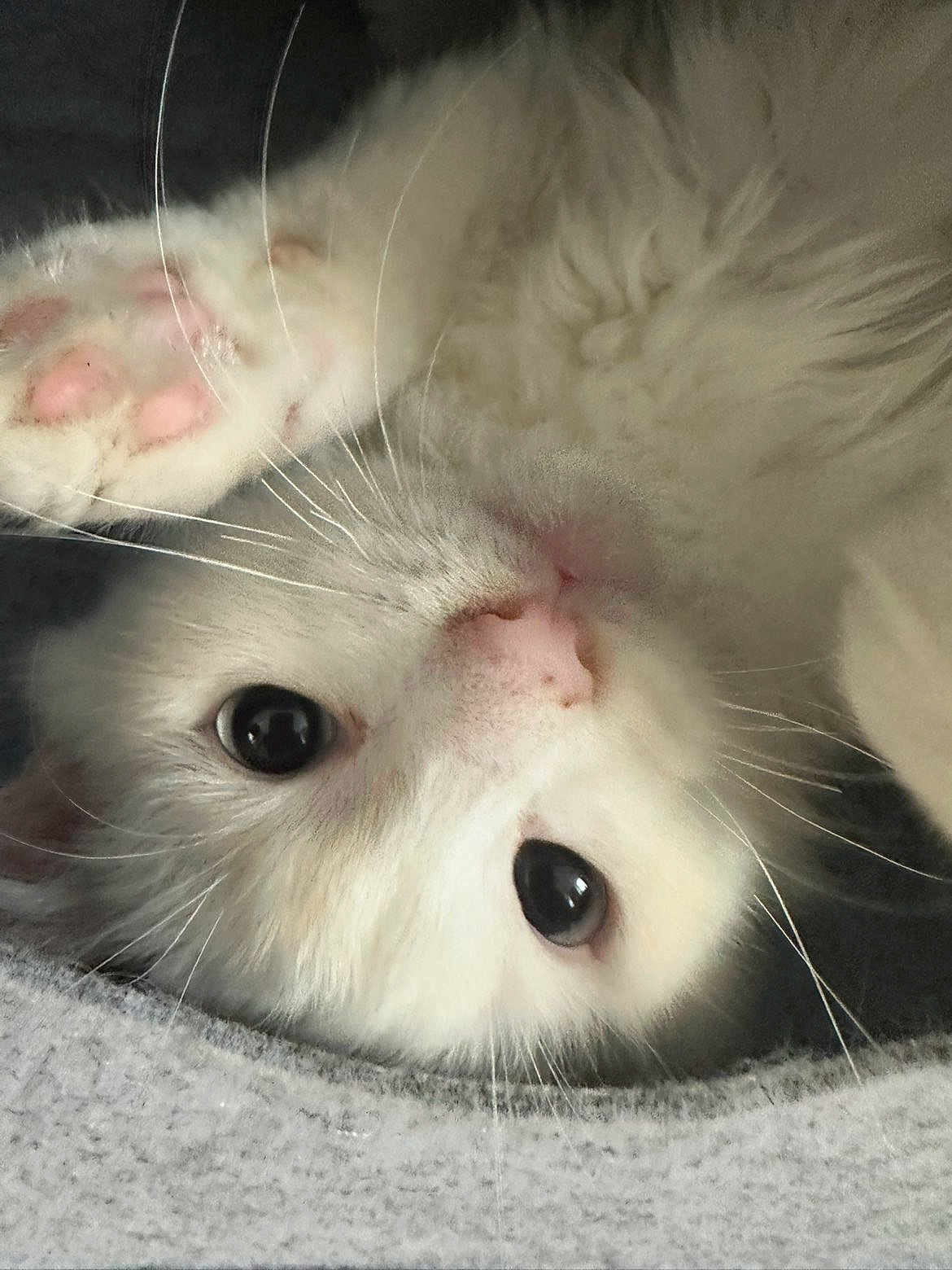 Ume joined the competition — help win amazing prizes! cat, white_cat, fluffy, paw, pink_nose, whiskers, close_up, cute, pet, animal, feline, indoor, curious, soft, cozy, lying_down, playful, eyes, face, blanket