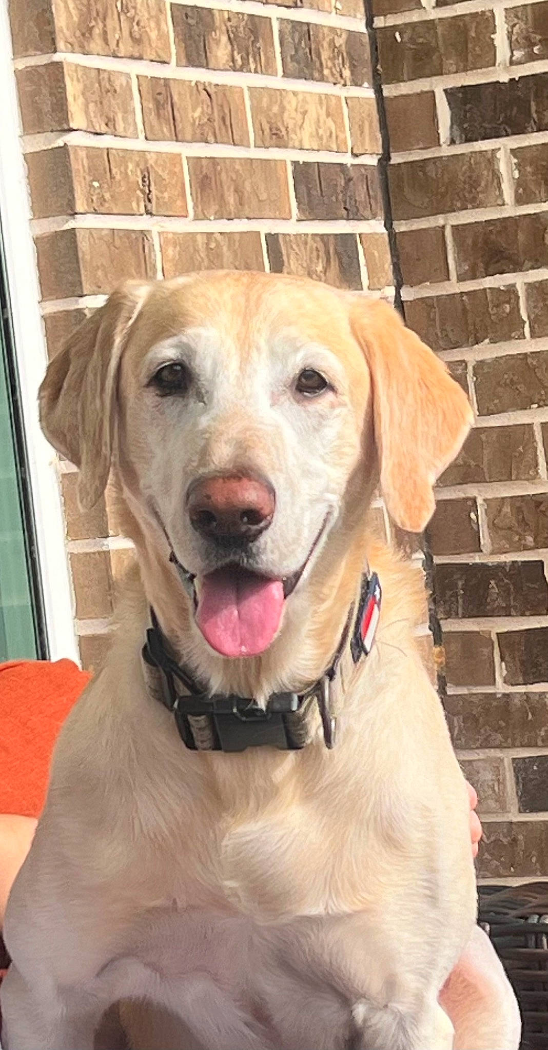 Bravo joined the competition — help win amazing prizes! brick, brickwork, canidae, carnivore, collar, companion_dog, dog, dog_breed, dog_collar, dog_supply, fashion_accessory, fawn, fur, gun_dog, mortar, pet_supply, snout, sporting_group, whiskers, working_animal