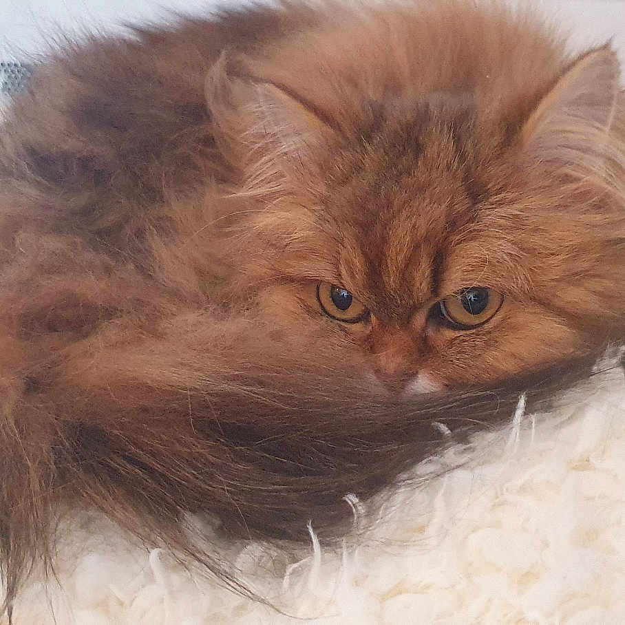 Lady a rejoint le concours — aidez-le/la à gagner de superbes lots ! abyssinian, angora, animal, blanket, cat, clothing, couch, fur, furniture, hardwood, kitten, manx, person, pet, sleeping, snout, wood
