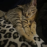 Tigga joined the competition — help win amazing prizes! animal, blanket, cat, closeup, cozy, cute, feline, fur, indoor, leopard_print, mammal, nap, paws, pet, relaxing, resting, sleeping, striped, tabby, whiskers