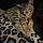 Tigga