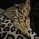 Tigga
