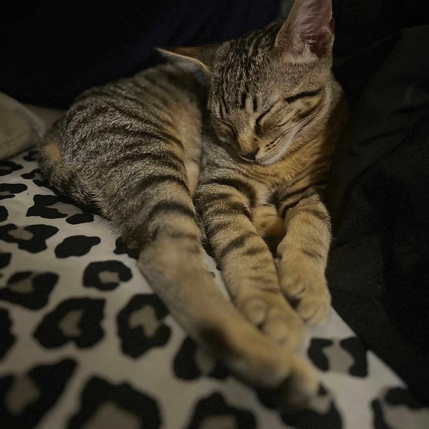 Tigga