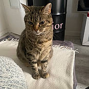 Sdf participe au concours pour gagner de l'argent avec cette photo : animal, blanket, calm, cat, cozy, cute, domestic_animal, ears, floor, fur, furniture, home, indoor, looking_down, mammal, pet, resting, sitting, tabby_cat, whiskers