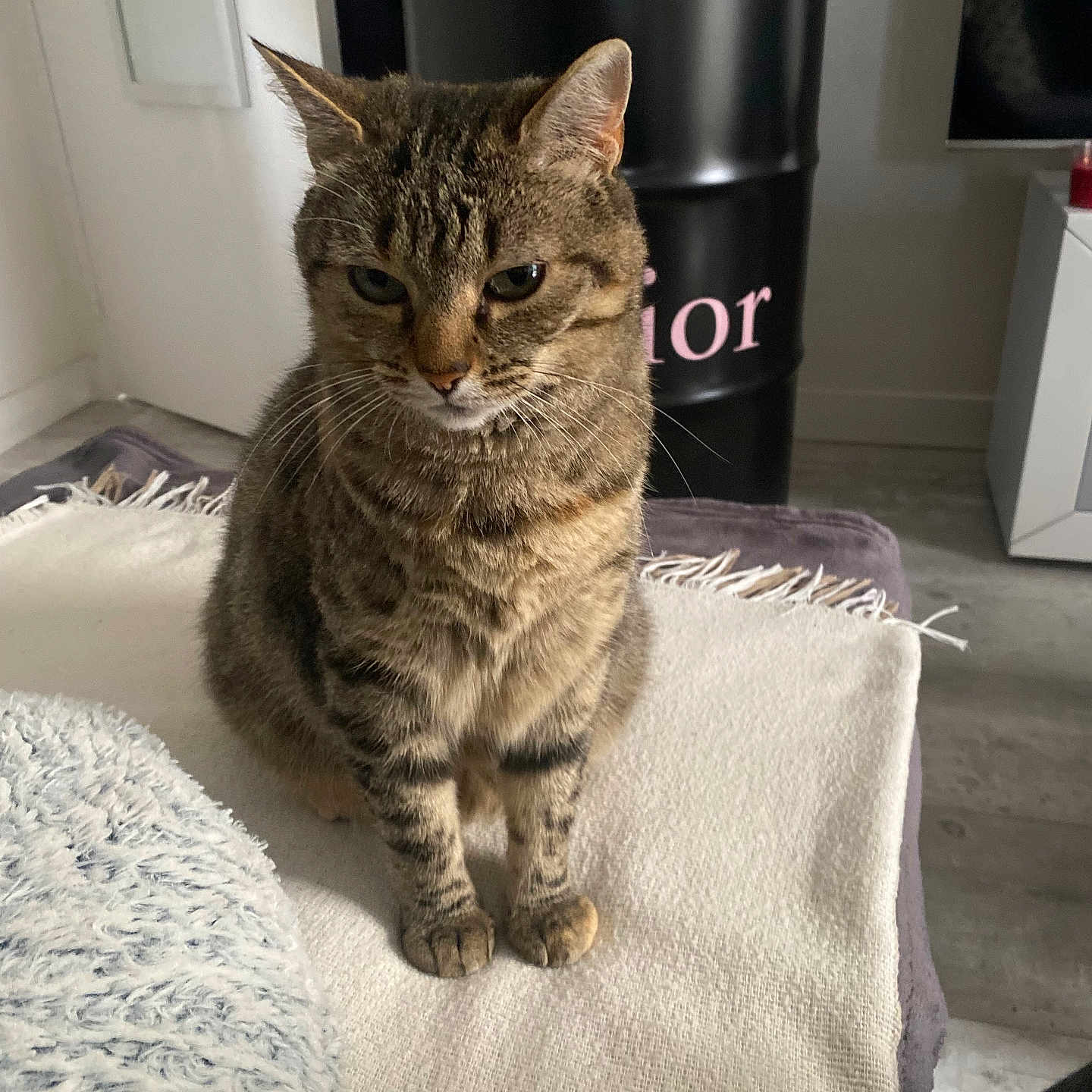 Sdf participe au concours pour gagner de l'argent avec cette photo : animal, blanket, calm, cat, cozy, cute, domestic_animal, ears, floor, fur, furniture, home, indoor, looking_down, mammal, pet, resting, sitting, tabby_cat, whiskers