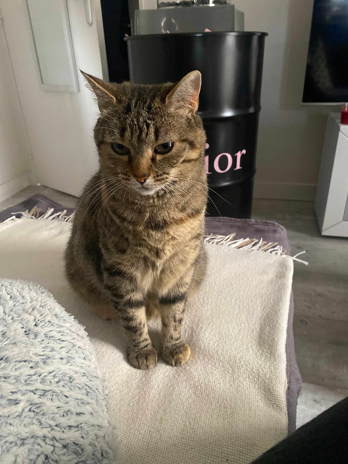Sdf participe au concours pour gagner de l'argent avec cette photo : animal, blanket, calm, cat, cozy, cute, domestic_animal, ears, floor, fur, furniture, home, indoor, looking_down, mammal, pet, resting, sitting, tabby_cat, whiskers