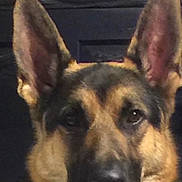 Shocker joined the competition — help win amazing prizes! animal, canine, dog, germanshepherd, pet, policedog, puppy, snout