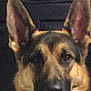 animal, canine, dog, germanshepherd, pet, policedog, puppy, snout