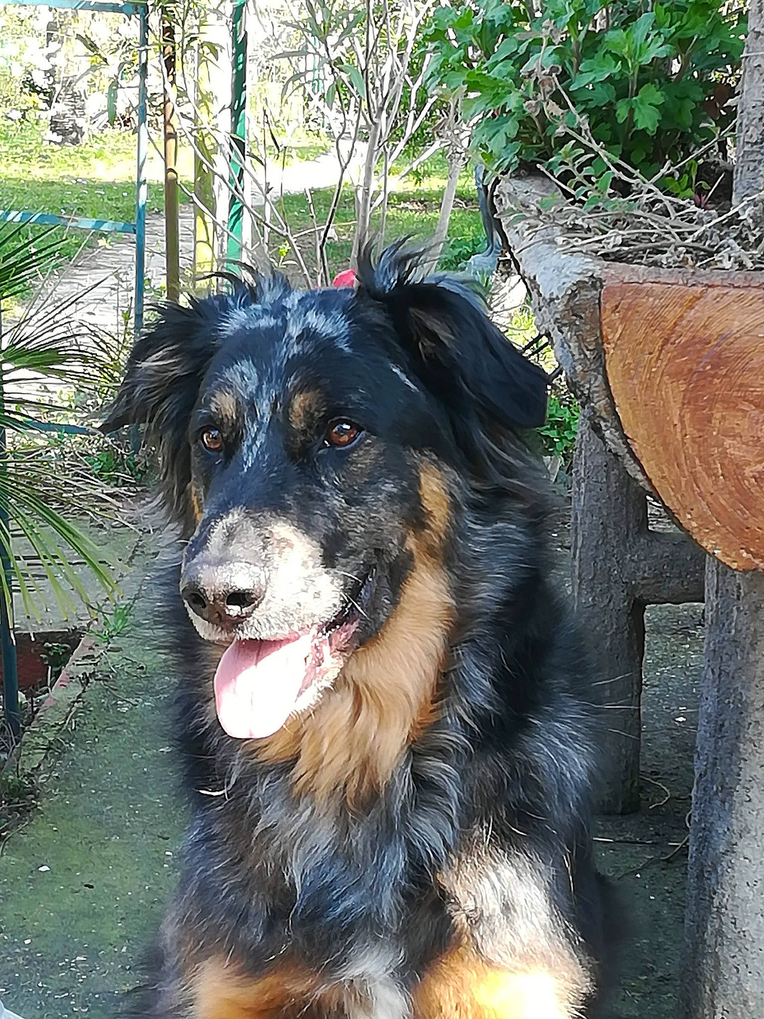 Locky participe au concours pour gagner de l'argent avec cette photo : bernese_mountain_dog, canidae, carnivore, collar, companion_dog, dog, dog_breed, dog_collar, fur, grass, herding_dog, leash, plant, snout, sporting_group, terrestrial_animal, tree, whiskers, working_animal, working_dog