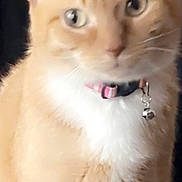 Peaches joined the competition — help win amazing prizes! cat, orange_cat, white_fur, collar, bell, pet, animal, feline, close_up, indoor, curious, whiskers, ears, fur, portrait, domestic_cat, cute, alert, sitting, looking