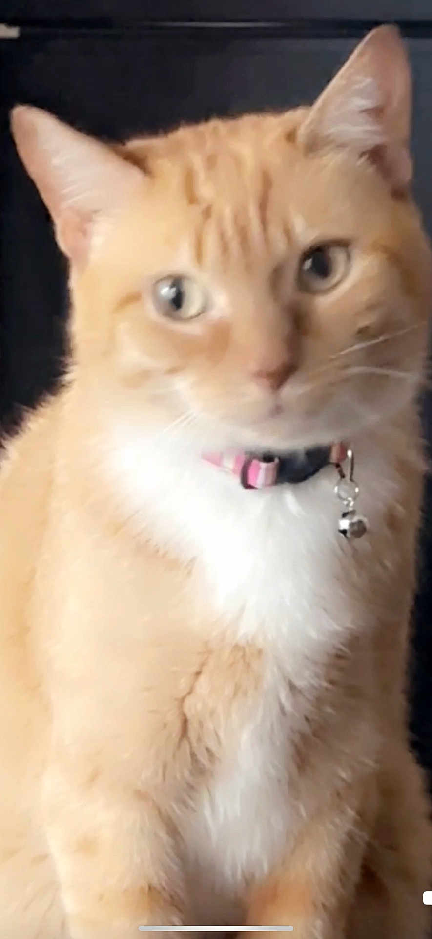 Peaches