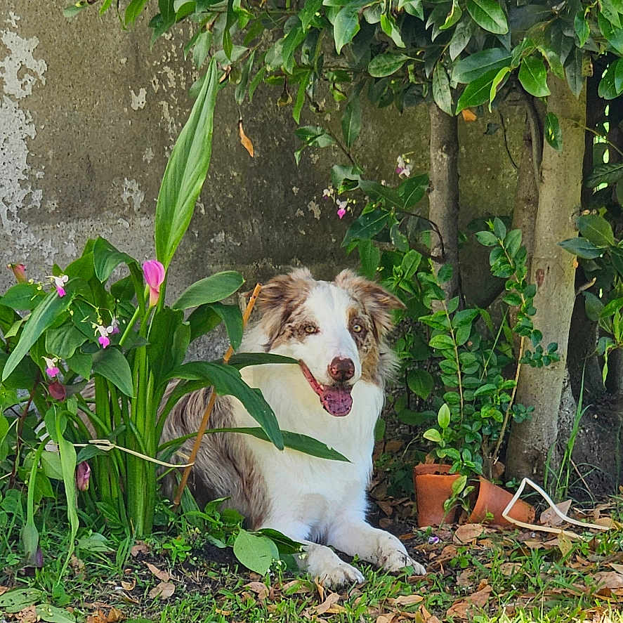 Simba