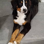 Aïko a rejoint le concours — aidez-le/la à gagner de superbes lots ! dog, tricolor, lying_down, indoor, tile_floor, pet, canine, paws, fur, animal, resting, looking_away, calm, domestic, mammal, companion, cute, relaxed, black, brown