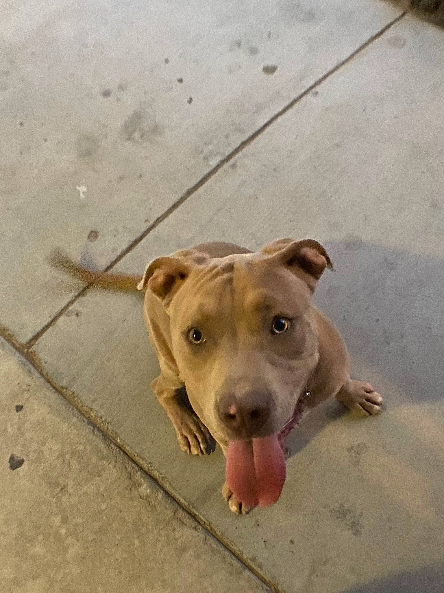 Tyson is registered to the contest to win money with this photo: american_pit_bull_terrier, american_staffordshire_terrier, bull_and_terrier, canidae, carnivore, dog, dog_breed, fawn, mammal, non_sporting_group, nose, pit_bull, snout, street_dog, vertebrate