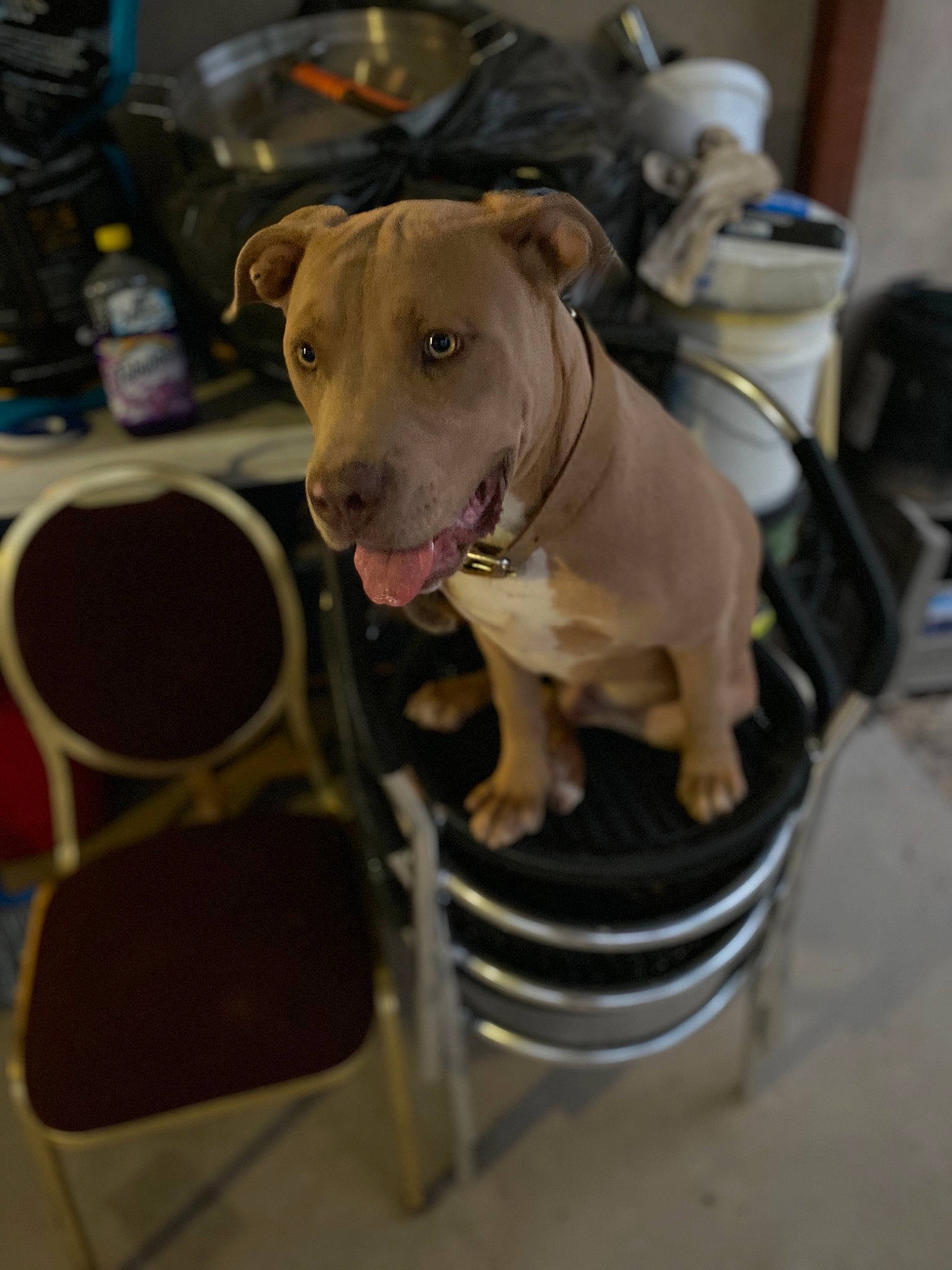 Tyson joined the competition — help win amazing prizes! american_pit_bull_terrier, american_staffordshire_terrier, canidae, carnivore, dog, dog_breed, ear, fawn, non_sporting_group, pit_bull, puppy, snout, sporting_group