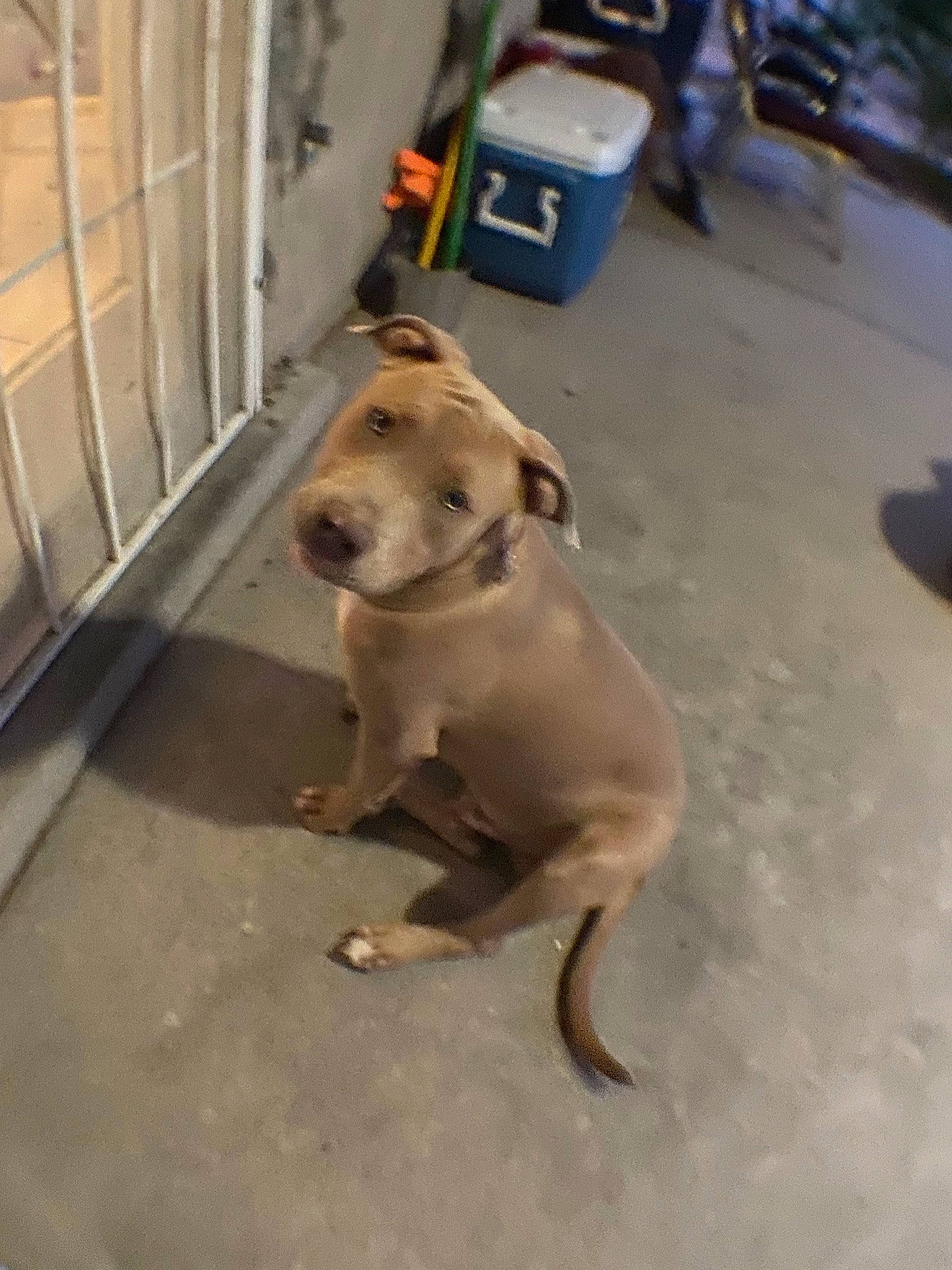 Tyson joined the competition — help win amazing prizes! american_pit_bull_terrier, canidae, carnivore, dog, dog_breed, fawn, mammal, non_sporting_group, pit_bull, snout, sporting_group, street_dog, vertebrate