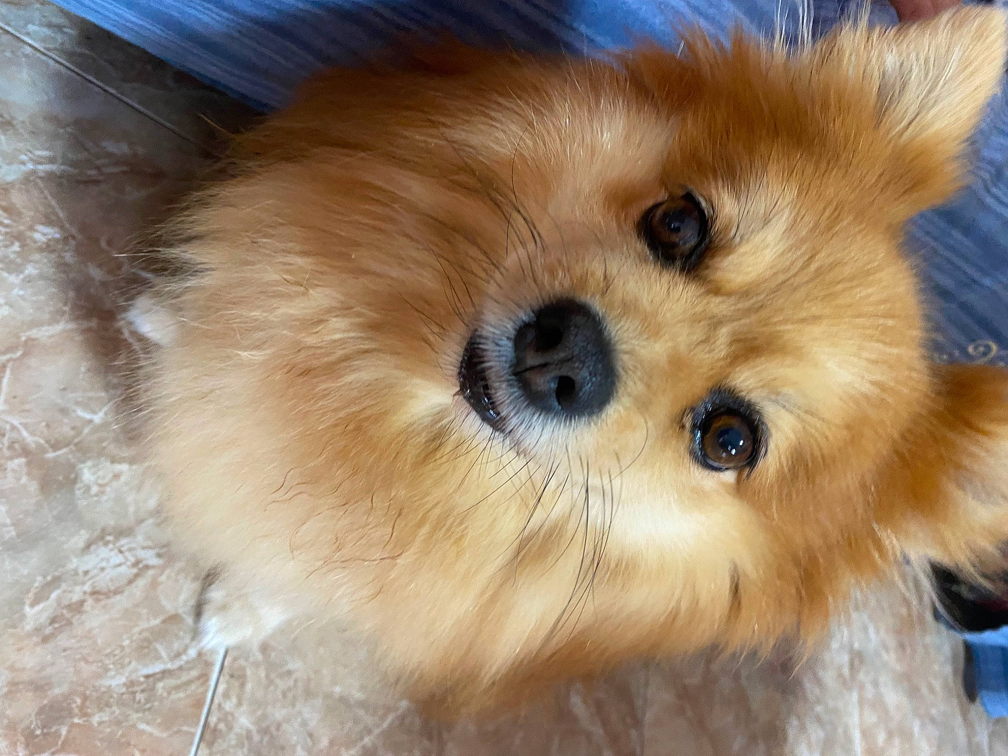 Cloe joined the competition — help win amazing prizes! ancient_dog_breeds, canidae, carnivore, companion_dog, corgi_chihuahua, dog, dog_breed, fawn, fur, german_spitz, german_spitz_klein, german_spitz_mittel, liver, non_sporting_group, spitz, sporting_group, terrestrial_animal, toy_dog, whiskers, working_animal