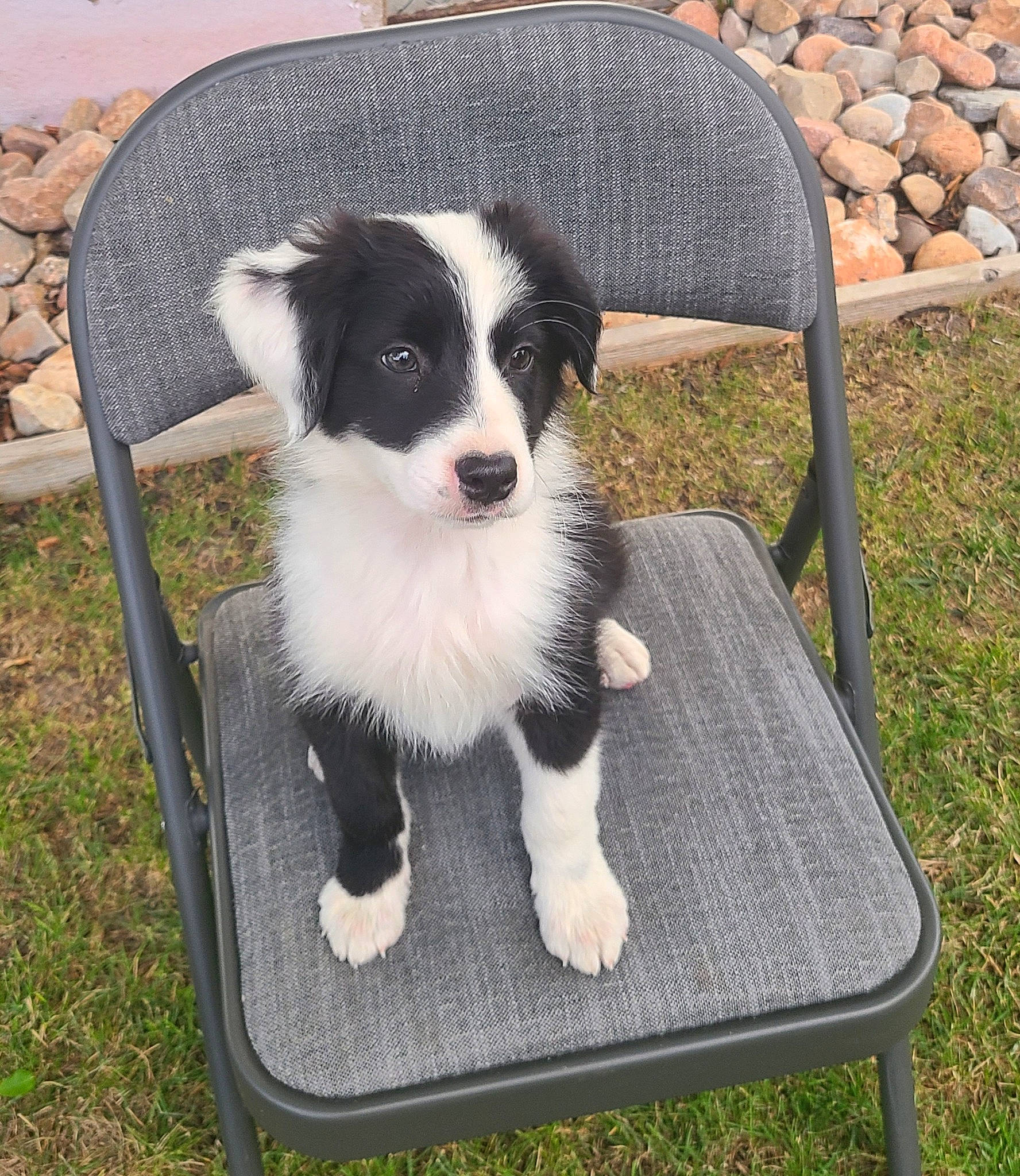 Shadow joined the competition — help win amazing prizes! australian_collie, border_collie, canidae, carnivore, chair, companion_dog, dog, dog_breed, fur, furniture, grass, herding_dog, outdoor_furniture, plant, rock, sporting_group, table, toy_dog, working_dog