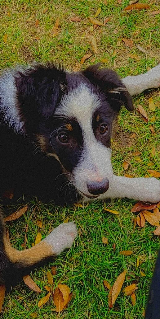 Luna is registered to the contest to win money with this photo: border_collie, canidae, carnivore, companion_dog, dog, dog_breed, grass, herding_dog, plant, snout, sporting_group, terrestrial_animal, whiskers, working_animal, working_dog
