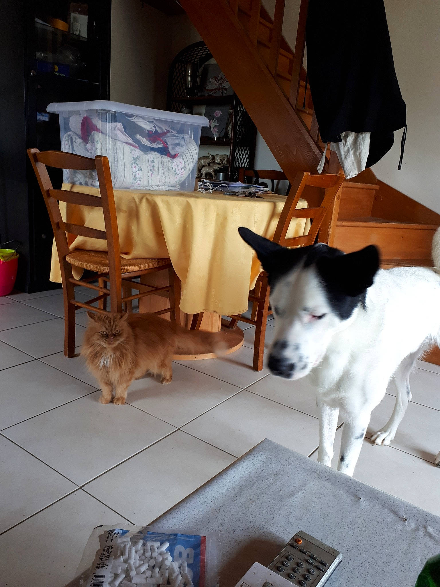 Lucky a rejoint le concours — aidez-le/la à gagner de superbes lots ! canidae, carnivore, companion_dog, dog, dog_breed, fox_terrier, parson_russell_terrier, rat_terrier, russell_terrier, smooth_fox_terrier, sporting_group