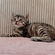 Atchoum participe au concours pour gagner de l'argent avec cette photo : adorable, animal, closeup, curious, cute, domestic_cat, feline, fur, indoor, kitten, lying_down, pet, pink_blanket, resting, small_paws, soft_texture, striped_background, tabby_cat, whiskers, young_animal